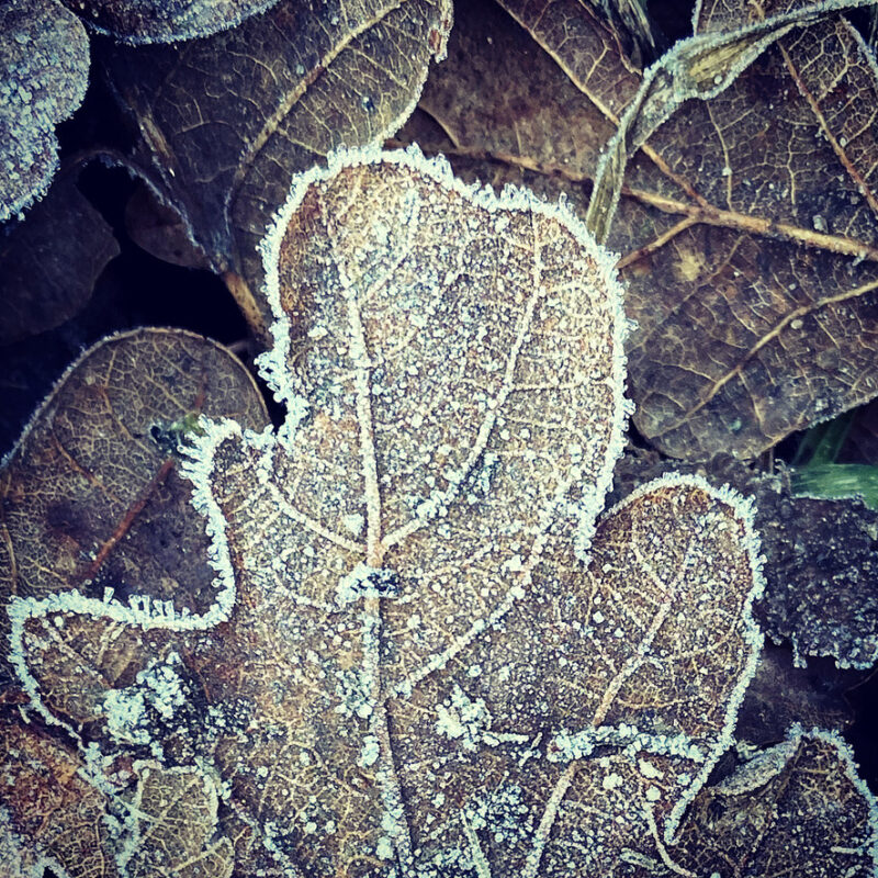 Frosty oak leaf 
