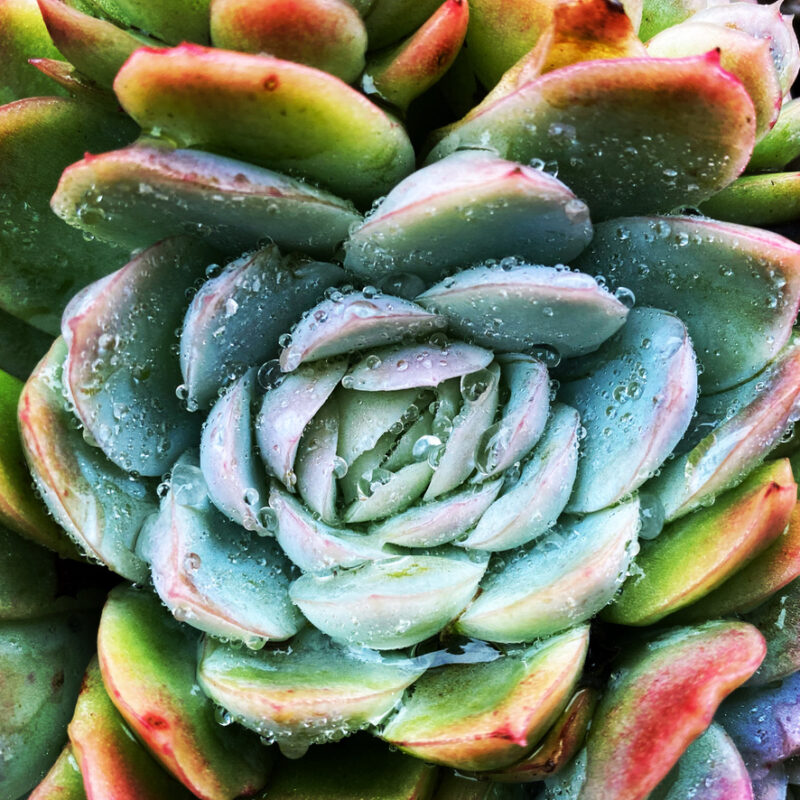 Succulent plant in a heart shape
