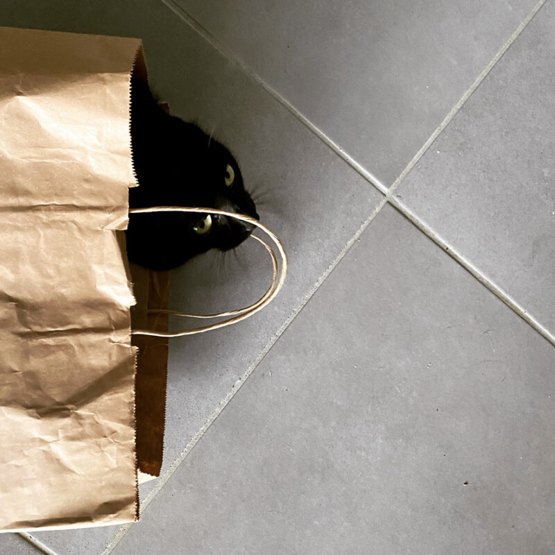 Cat poking it's head out of a brown bag
