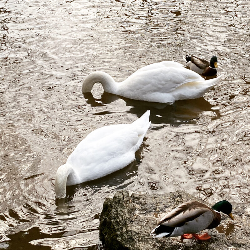 Two swans with their heads in the water