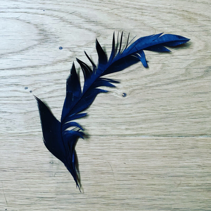 Broken dark feather on wooden floor