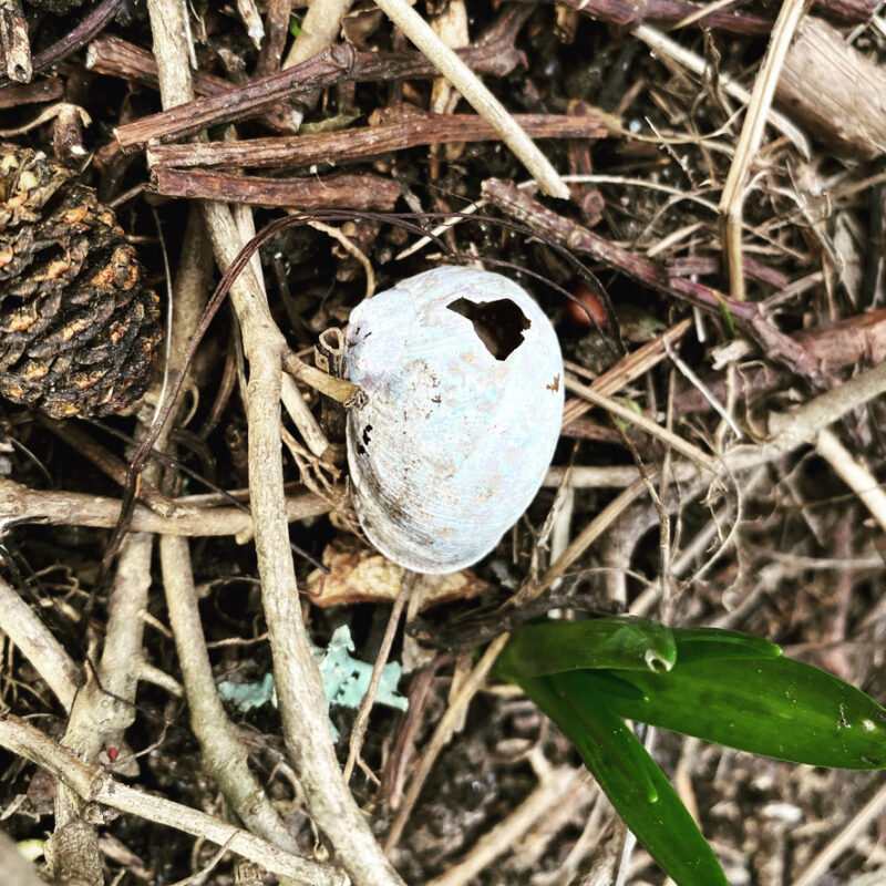 White snail shell with a hole in it