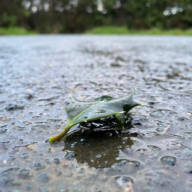 Single holly leaf lying on a wet road