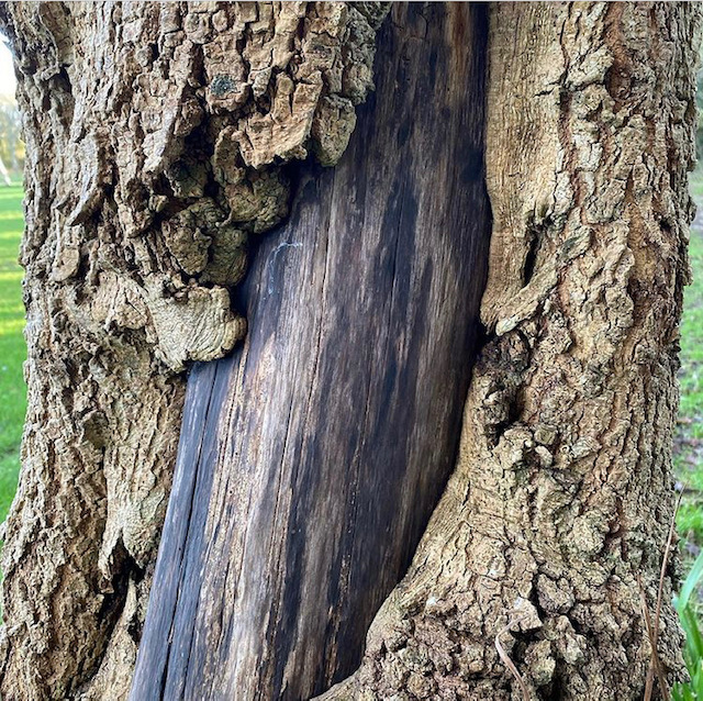 Damaged tree trunk showing smooth centre