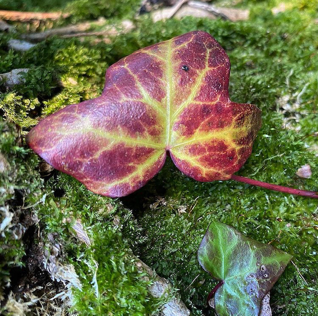 Red veined ivy leaf on moss