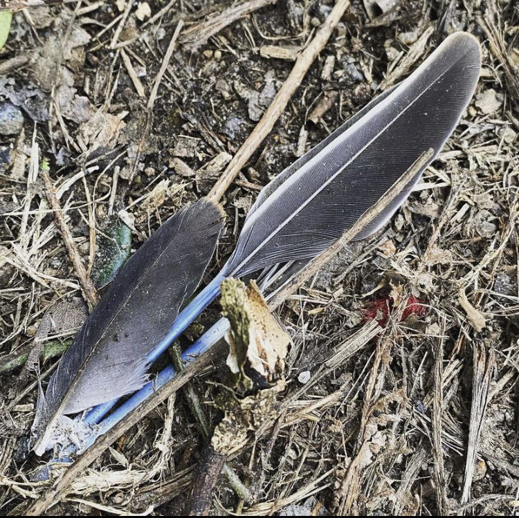 Feathers in the dirt