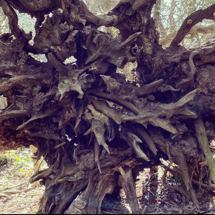 End of an upturned tree showing roots