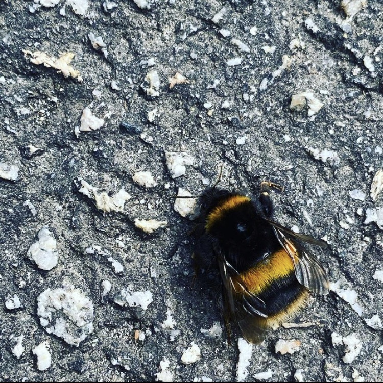 Bumble bee on tarmac