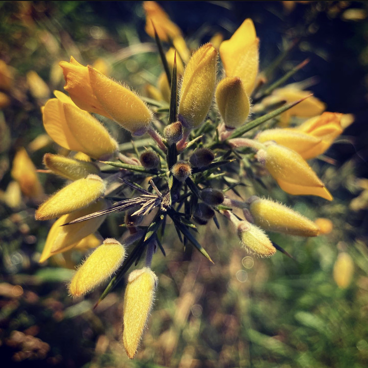 Yellow gorse flowers